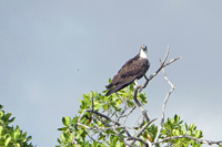 Fischadler (Pandion haliaetus) - Karibische Unterart p. h. ridgwayi